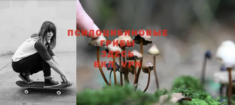 Галлюциногенные грибы Psilocybe  Нариманов 